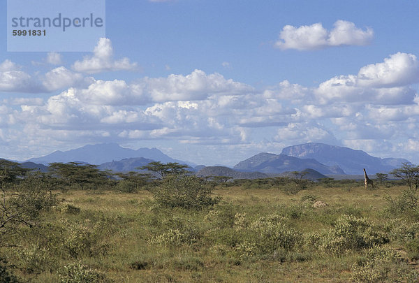 Blick nach Norden im Buschland Samburu  Kenia  Ostafrika  Afrika