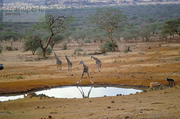 Giraffe  Tsavo West Nationalpark  Kenia  Ostafrika  Afrika