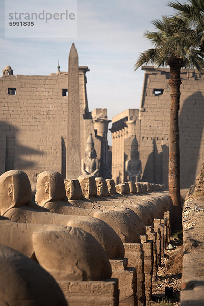 Avenue des die Sphinxe zum Luxor-Tempel  Luxor  Theben  UNESCO Weltkulturerbe  Ägypten  Nordafrika  Afrika