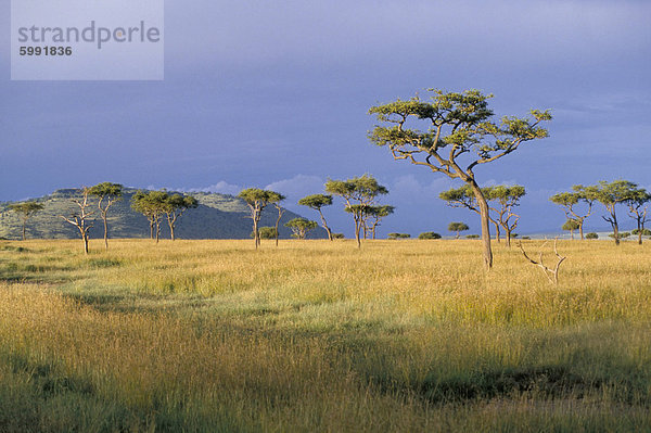 Regenschirm Akazie Bäume  Masai Mara  Kenia  Ostafrika  Afrika