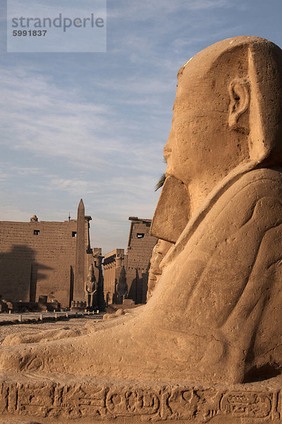 Avenue des die Sphinxe zum Luxor-Tempel  Luxor  Theben  UNESCO Weltkulturerbe  Ägypten  Nordafrika  Afrika