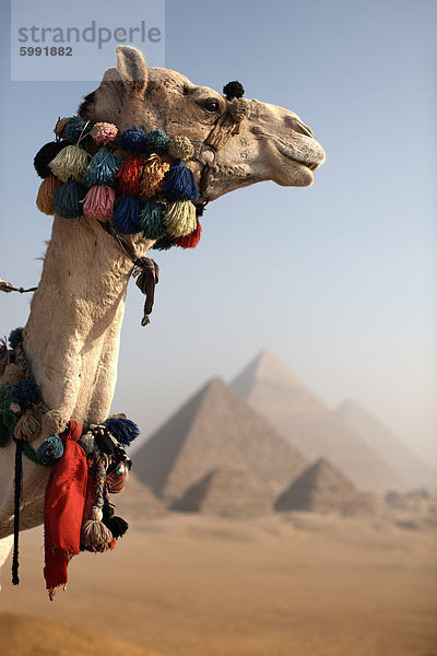 Ein Kamel steht vor den Pyramiden von Gizeh  Kairo  Ägypten  Nordafrika  Afrika