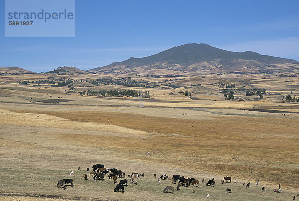 Montane Wiesen mit Vieh weidete vor Bale Mountains  Southern Highlands  Äthiopien  Afrika