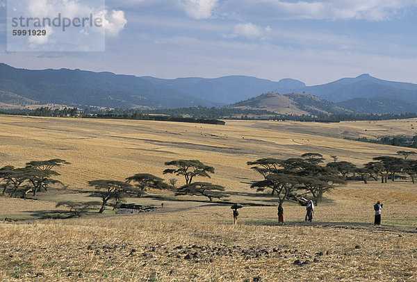 Akazien auf hohem Grasland vor Bale Mountains  Southern Highlands  Äthiopien  Afrika