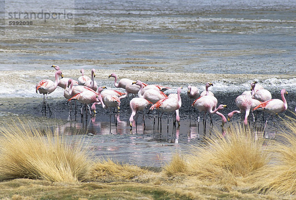 Flamingos in kleinen Salzsee in der Nähe von Laguna Colorado  Southwest Highlands  Bolivien  Südamerika