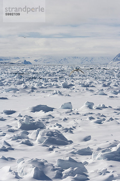 Möwen fliegen über dem Packeis  Spitzbergen  Svalbard  Norwegen  Skandinavien  Europa