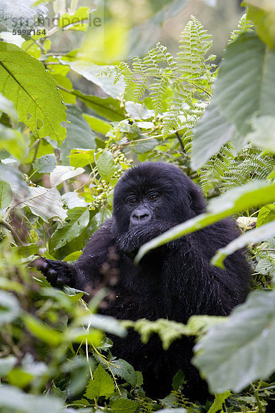 Berg Afrika Gorilla