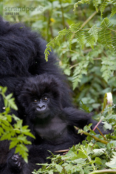 Berg Afrika Baby Gorilla