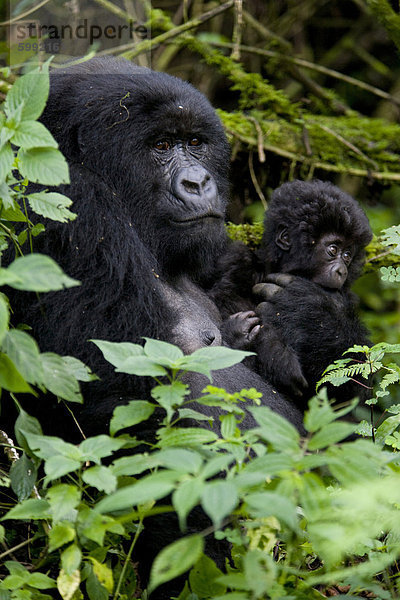 Berggorilla (Gorilla Gorilla Beringei) mit ihrem jungen Baby  Ruanda (Kongo Grenze)  Afrika