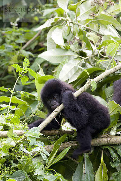 Junge Berggorilla (Gorilla Gorilla Beringei)  Ruanda (Kongo Grenze)  Afrika