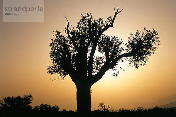 Baum Kontur  Al-Sharqiya Provinz  Sultanat Oman  Naher Osten