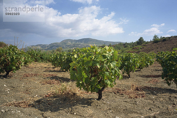 Reben in den Weinbergen in der Gegend im Zentrum der Insel Zypern  Mittelmeer  Europa