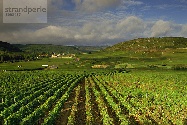 Landschaft von Weinbergen und Hügeln in der Nähe von Beaune  Burgund  Frankreich  Europa