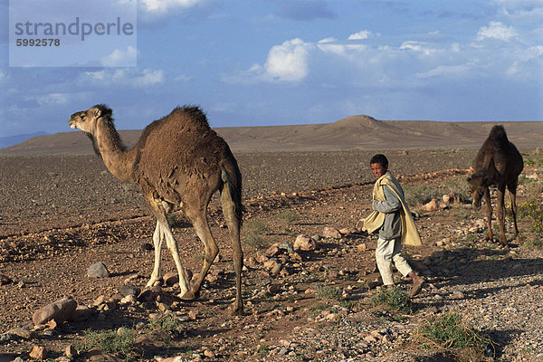 Hirtenjunge mit zwei Kamele in ariden Landschaft  in der Nähe von Ouarzazate  Marokko  Nordafrika  Afrika