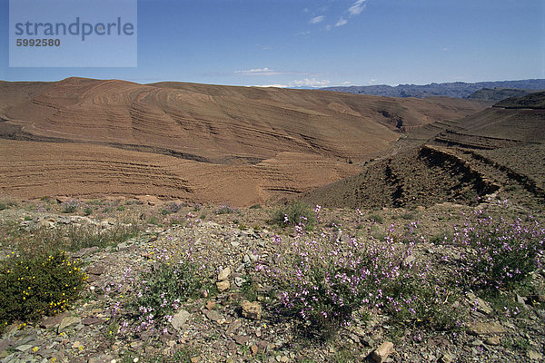 Aride Landschaft in das Draa-Tal zwischen Ouarzazate und Tamenougalt  Marokko  Nordafrika  Afrika