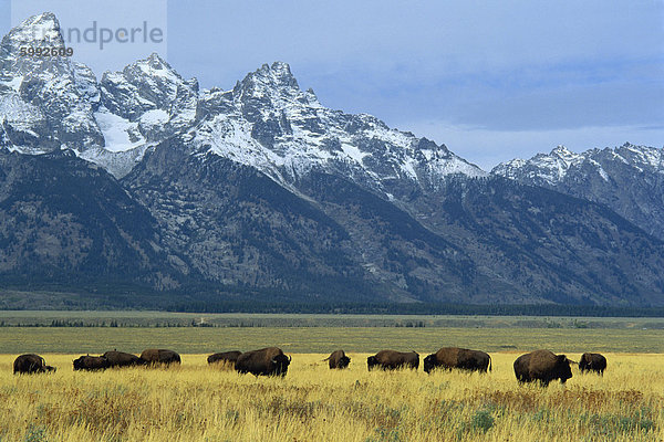 Bison und der Teton Range  Grand-Teton-Nationalpark  Wyoming  Vereinigte Staaten von Amerika  Nordamerika