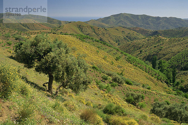 Hügellandschaft in der Nähe von Competa in der Region Malaga Andalusien (Andalusien)  Spanien  Europa