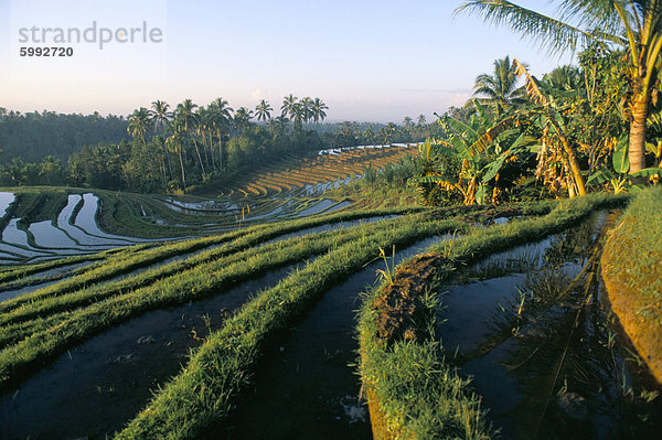 Reis-Terrassen im Zentrum der Insel  Bali  Indonesien  Südostasien  Asien
