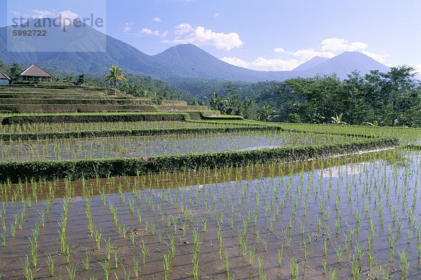 Reisfelder im Zentrum der Insel  Bali  Indonesien  Südostasien  Asien