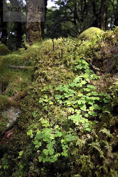 Kleeblatt wächst in einem alten Eichenwald  County Kerry  Munster  Irland  Europa