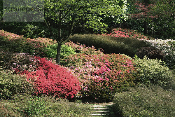 Azaleen blühen  Valley Gardens  Windsor Great Park  Surrey  England  Vereinigtes Königreich  Europa