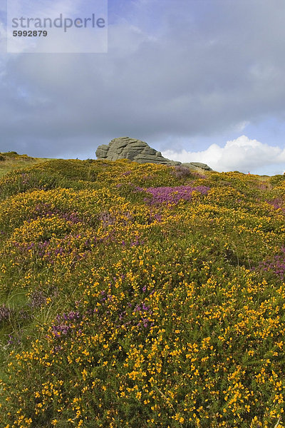 Hay Tor Felsen und wilde Blumen  Dartmoor  Devon  England  Vereinigtes Königreich  Europa