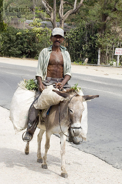 Mann auf einem Esel tragen Säcke von Zuckerrohr in ländlichen Osten von Kuba  Kuba  Westindische Inseln  Mittelamerika