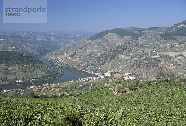 Weinberge in der Nähe von Pinhao  Douro Region  Portugal  Europa