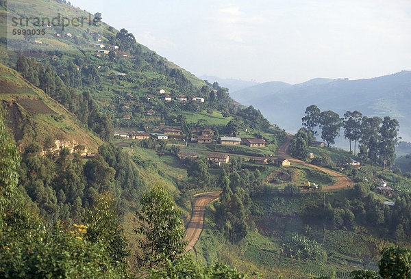 Terrassierte Felder an der Straße nach Kisoro  südwestlichen Bereich  Uganda  Ostafrika  Afrika
