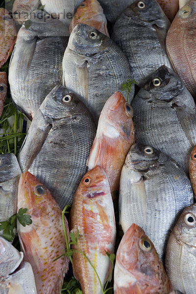 Fische zu verkaufen in den Souk  Essaouira  Marokko  Nordafrika  Afrika