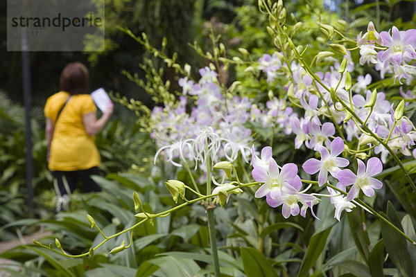 Außenaufnahme gehen Wachstum Nostalgie Garten Gast Orchidee Südostasien Botanik Asien Singapur