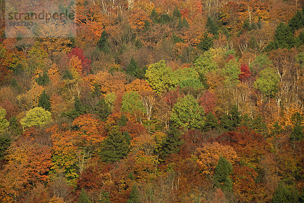 Luftbild von Wald oder Wald mit Bäumen im Herbst (Herbst) Farben in New England  Vereinigte Staaten von Amerika  Nordamerika