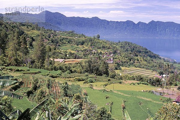 Reis-Terrassen am Ostufer des Maninjau  einer der West-Sumatra Krater Seen  Sumatra  Indonesien  Südostasien  Asien