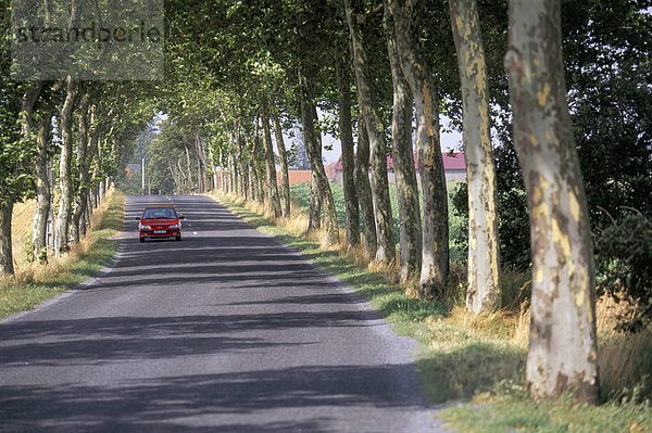 Bäumen gesäumten Straße in Frankreich  Europa