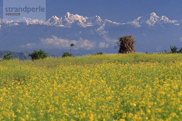 Landschaft mit gelben Blüten von Senf Ernte und schneebedeckten Himalaja im Hintergrund gesehen von Dhulikhel  Kathmandu  Nepal  Asien