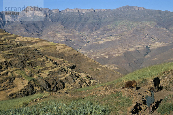Terrassenförmig angelegten Feldern in der Nähe von Ambikwa Dorf  Nationalpark Simien Mountains  UNESCO Weltkulturerbe  Äthiopien  Afrika