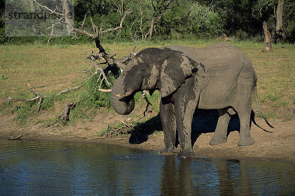 Afrikanischen Elefanten am Rande des Wassers  Krüger Nationalpark  Südafrika  Afrika