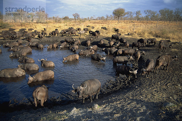 Eine Herde Büffel (Syncerus Caffer) trinken in ein Wasserloch  Krüger Nationalpark  Südafrika  Afrika