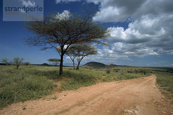 Feldweg Straße und Akazie Bäume  Baragoi  Kenia  Ostafrika  Afrika