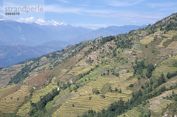 Terrassenförmig angelegten Feldern im unteren Trisuli-Tal  Trisuli  Himalaya  Nepal  Asien