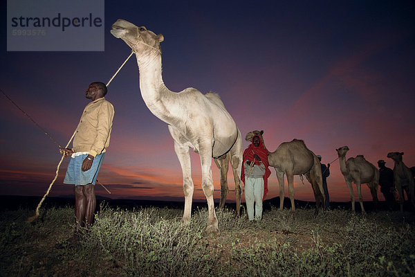 Normadic Kamel Herder bei Dämmerung  Baragoi  Kenia  Ostafrika  Afrika