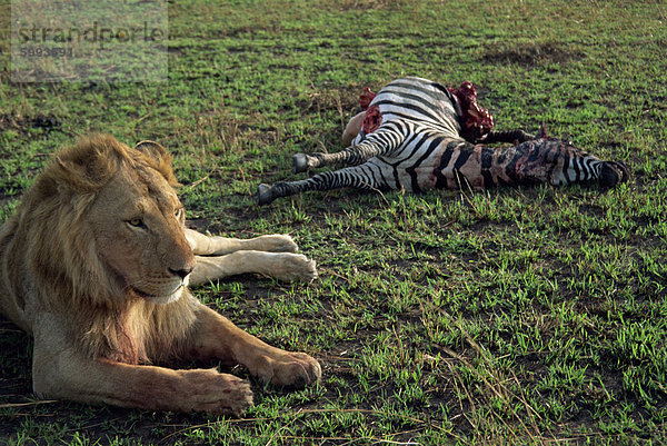 Löwen bewacht seine frisch gefangenen Zebra  Masai Mara National Reserve  Kenia  Ostafrika  Afrika