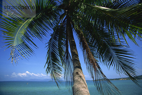 Palme überhängenden türkisfarbenen Wasser auf Koh Samui  Thailand  Südostasien  Asien