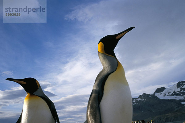 König Pinguine  Südgeorgien  Süd-Atlantik  Polarregionen