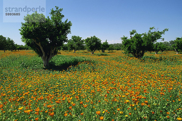 Landschaft an der Fes Marrakesch Route  Marokko  Nordafrika  Afrika