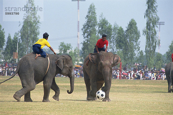 Elefanten und Fahrer Fußballspielen während des November-Elefant-Round-Up-Festivals in Surin City  Thailand  Südostasien  Asien