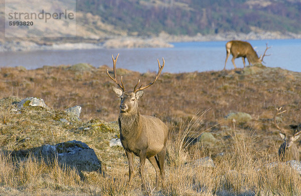 Rothirsch in den Highlands  Schottland  Vereinigtes Königreich  Europa