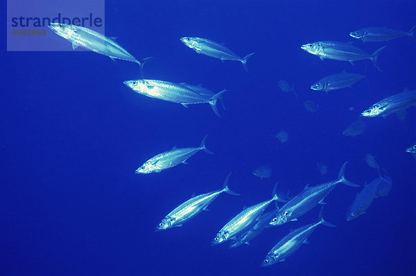 Doppelt kaschiertes Makrele (Grammatoroynos Bilineatus)  Rotes Meer  Ägypten  Nordafrika  Afrika