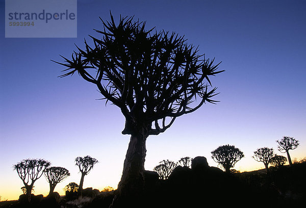 Quivertrees (Kokerbooms) in der Quivertree Forest (Kokerboowoud)  in der Nähe von Keetmanshoop  Namibia  Afrika