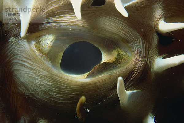 Close-up des Auges der dornigen Kugelfisch (Arothron Hispidus)  Rotes Meer  Nordafrika  Afrika